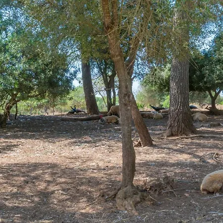 Finca Son Baulo