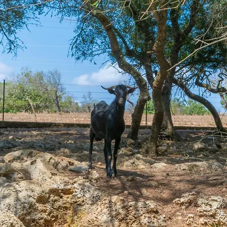 Casa de Férias Finca Son Baulo Santa Margalida